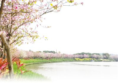 保護(hù)和修復(fù)，讓海珠濕地成為廣州市中心的生態(tài)樂(lè)園