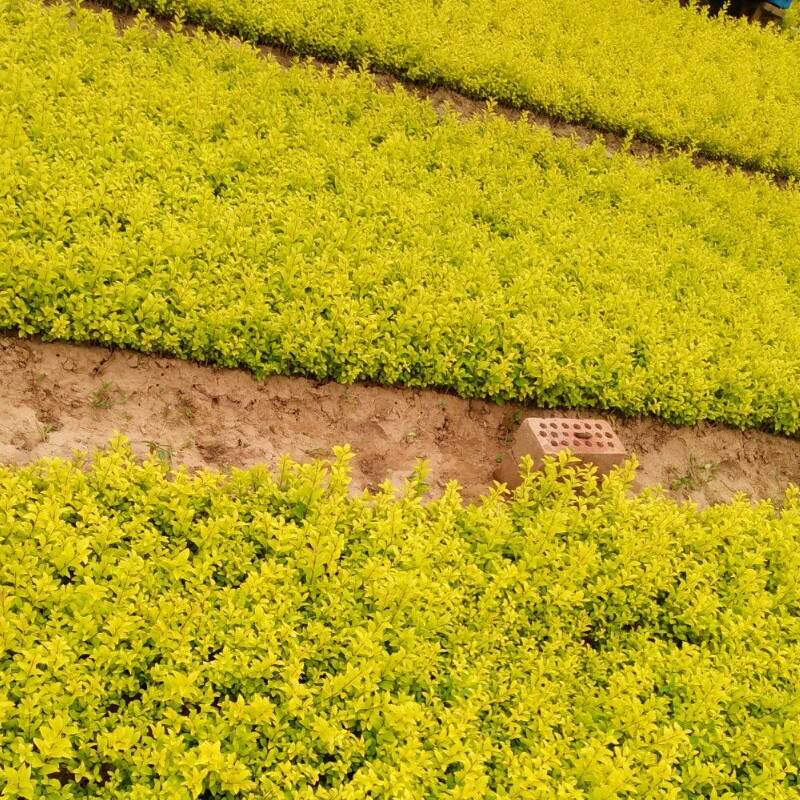 我國已與65個國家簽署126個林業(yè)合作協(xié)議