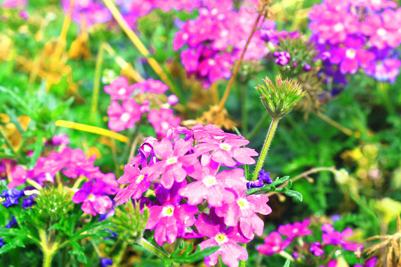 花卉基地10