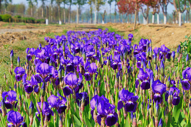 草花基地