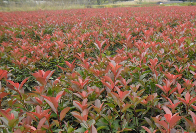 紅葉石楠