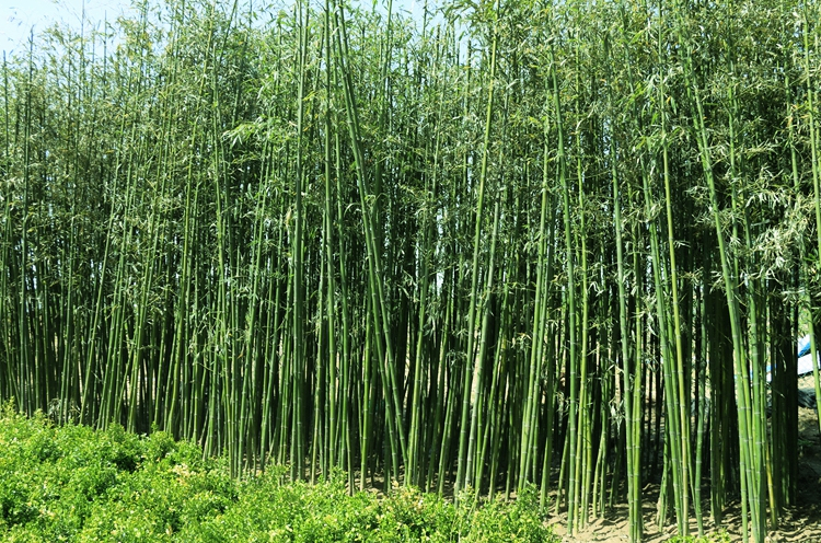 各類型竹子