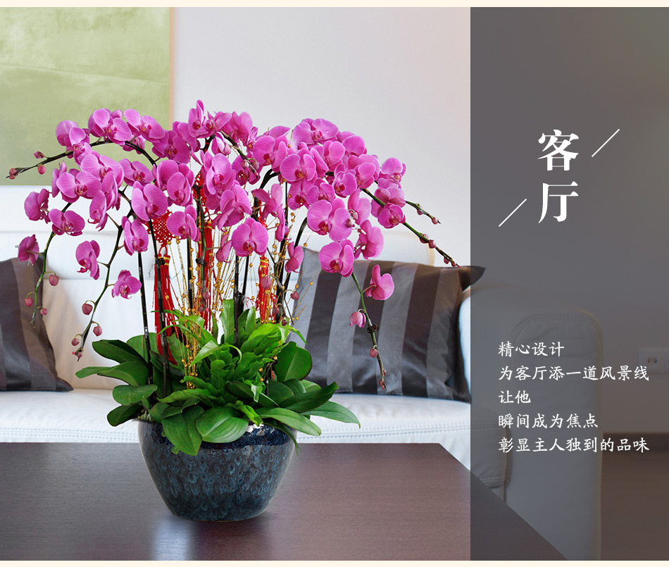 蝴蝶蘭6株  售價360元/盆  租價180元/月