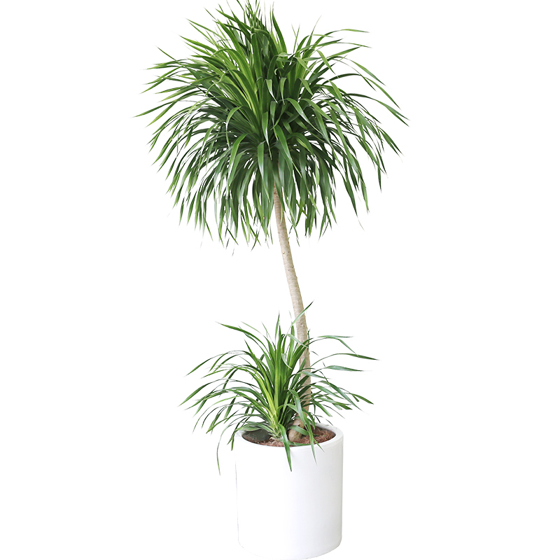 龍須樹(shù)  售價(jià)380元/盆  租價(jià)80元/月