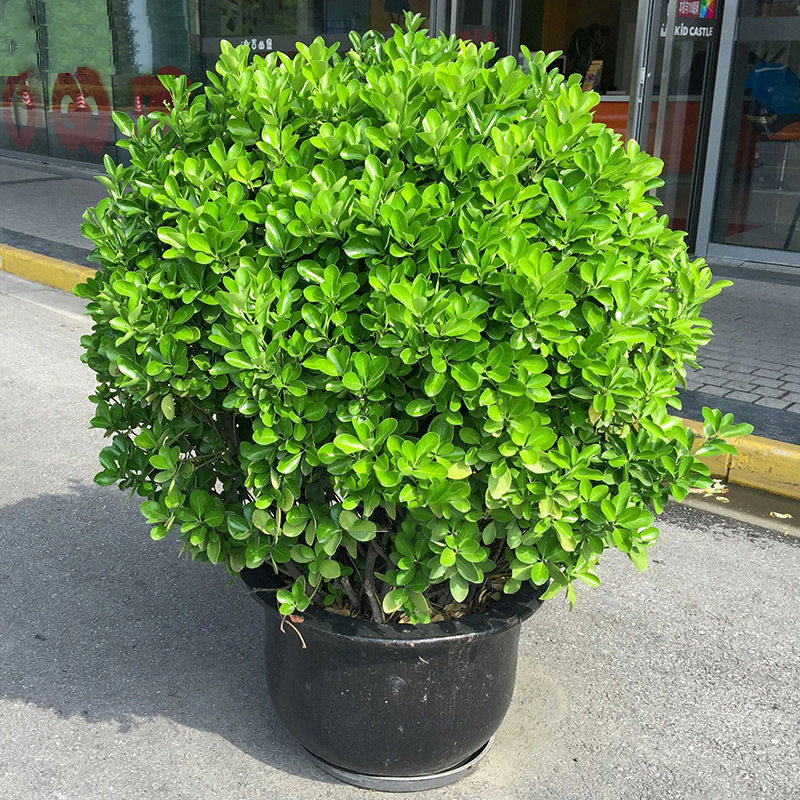 冬青