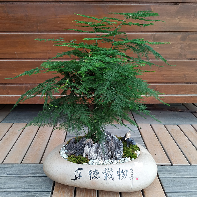 文竹